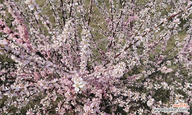 1.悼念之花 怀念亲人的花——花开思念