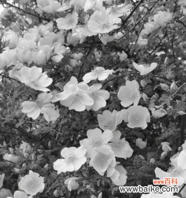 1.悼念之花 怀念亲人的花——花开思念