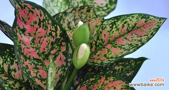 探索万年青开花的象征意义与前兆征兆 万年青开花的寓意与预兆