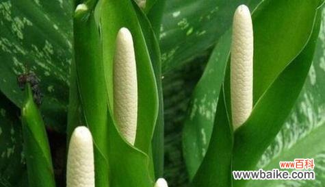 探索万年青开花的象征意义与前兆征兆 万年青开花的寓意与预兆