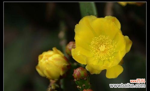 探索仙人掌世界的多样性与独特之美 长仙人掌的特点与魅力