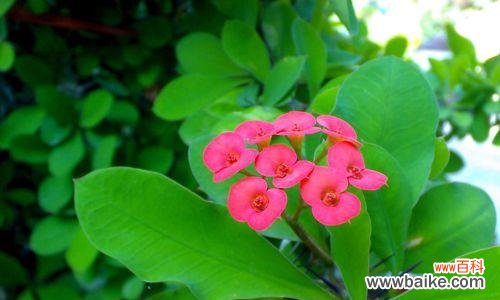 探索仙人掌世界的多样性与独特之美 长仙人掌的特点与魅力