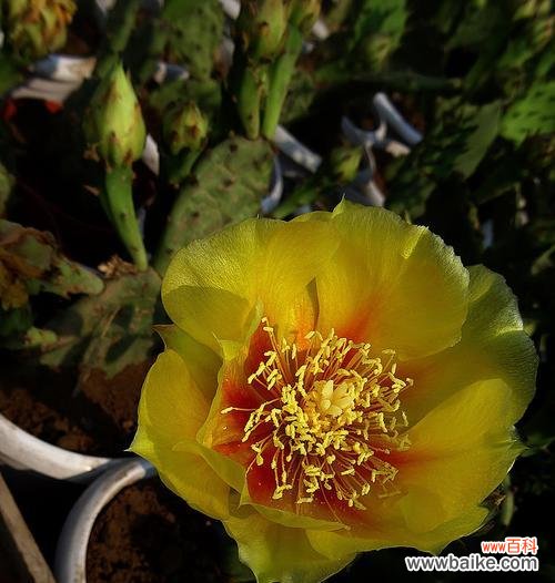 探索仙人掌世界的多样性与独特之美 长仙人掌的特点与魅力