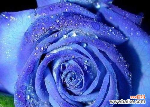 探索蓝色妖姬的象征意义及其与人性的关联 蓝色妖姬