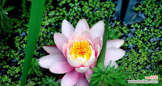 探秘水百合的含义及象征意义 水百合的花语——纯洁与希望