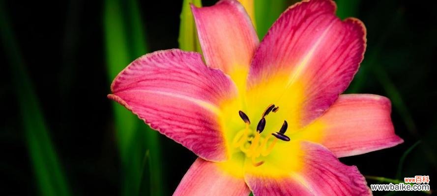 探秘水百合的含义及象征意义 水百合的花语——纯洁与希望