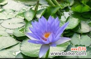 探索蓝莲花的象征意义和其代表人物 蓝莲花