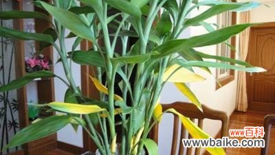 探究富贵竹开花的风水寓意与效益 富贵竹开花的风水寓意及其好处