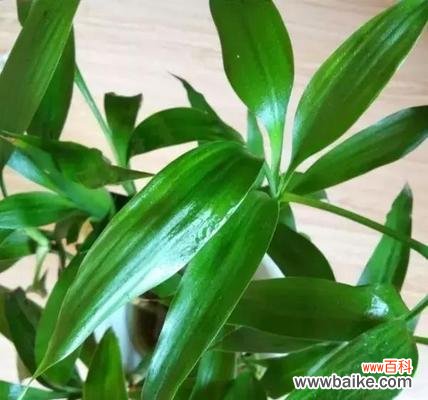 探究富贵竹开花的风水寓意与效益 富贵竹开花的风水寓意及其好处