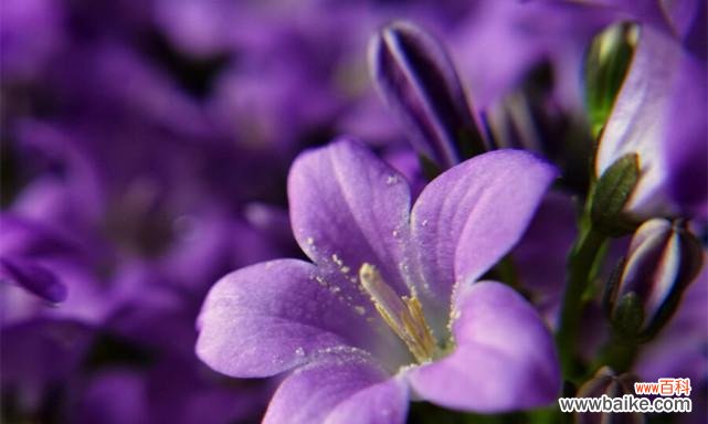 解读紫色风铃花的深刻内涵 紫色风铃花的寓意与象征