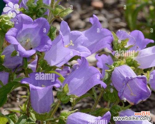 解读紫色风铃花的深刻内涵 紫色风铃花的寓意与象征