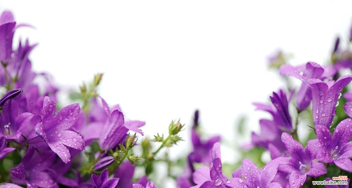 解读紫色风铃花的深刻内涵 紫色风铃花的寓意与象征