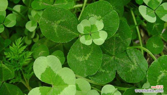 探寻幸运植物的神秘力量 寓意幸运的植物