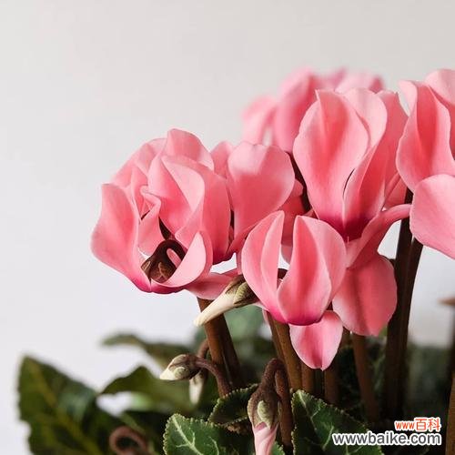 探寻幸运植物的神秘力量 寓意幸运的植物