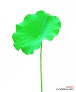 绽放夏天的美丽与活力 盛夏花海