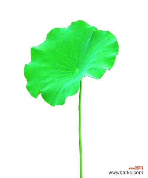 绽放夏天的美丽与活力 盛夏花海