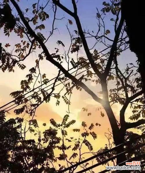 以花为代表的希望之美 希望与曙光绽放