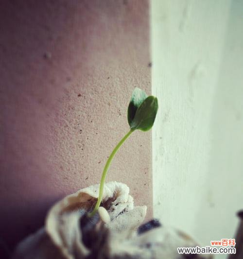 以花为代表的希望之美 希望与曙光绽放