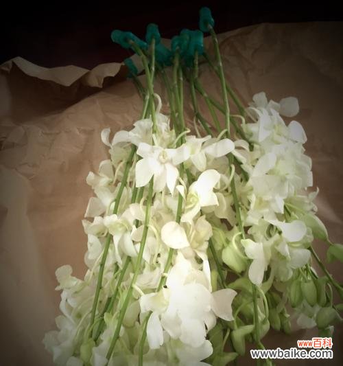 虚伪之花绽放真实的谎言 花语揭秘