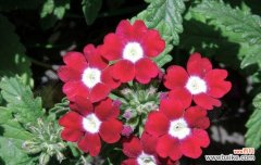 探索芍药的独特之美 优雅神秘的花