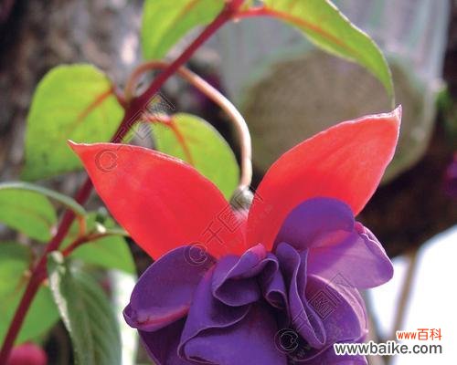 探索芍药的独特之美 优雅神秘的花