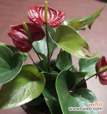 用花朵的语言抚平遗忘的伤痛 遗忘之花