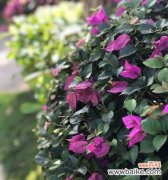 用花朵的语言抚平遗忘的伤痛 遗忘之花