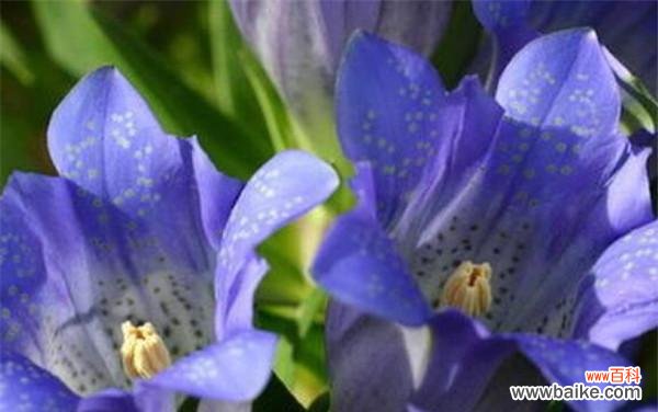 诠释花语欲望的美丽与力量 花语欲望——以代表欲望的花之意义