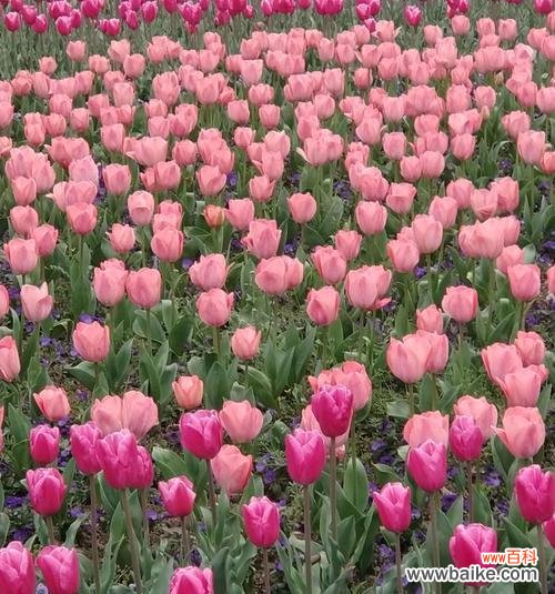 诠释花语欲望的美丽与力量 花语欲望——以代表欲望的花之意义