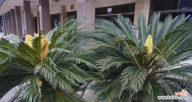 坚持与希望的奇迹 以巴西铁树开花的寓意