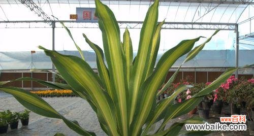 坚持与希望的奇迹 以巴西铁树开花的寓意