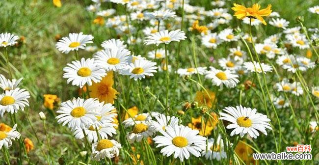 探索雏菊花在文化中的多重含义 雏菊花的象征意义