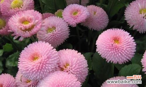 探索雏菊花在文化中的多重含义 雏菊花的象征意义