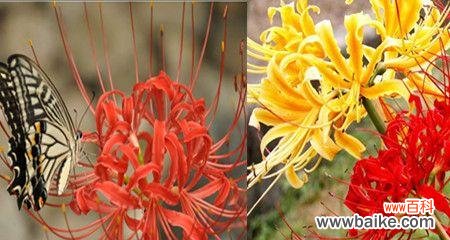 映射情感 曼珠沙华之花语——颜色的诗意世界