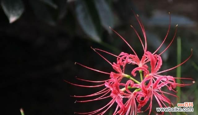 映射情感 曼珠沙华之花语——颜色的诗意世界