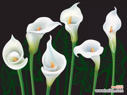 探索马蹄莲的花语和文化意义 马蹄莲