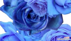 探寻蓝玫瑰的神秘之美 蓝玫瑰的寓意与花语