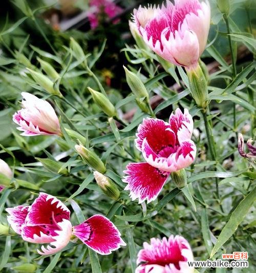 探索石竹花的文化内涵和美丽传说 石竹花的象征意义与传说