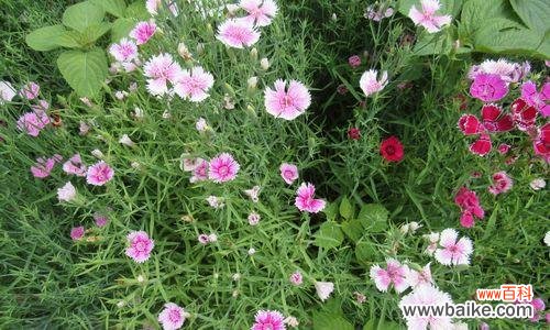 探索石竹花的文化内涵和美丽传说 石竹花的象征意义与传说