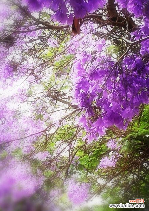 探究蓝楹花所代表的情感和象征意义 蓝楹花语及其寓意