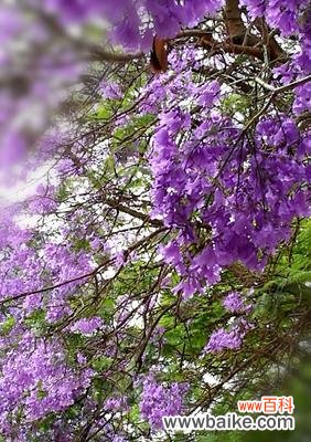 探究蓝楹花所代表的情感和象征意义 蓝楹花语及其寓意