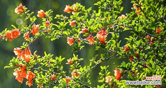 探秘石榴花的丰富内涵与传统象征 石榴花的寓意与象征