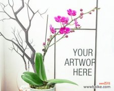 探索大自然中的自由精神 自由之花