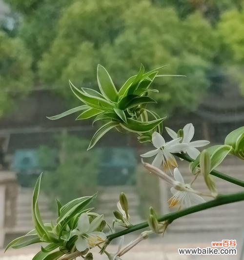 揭秘吊兰的幸福和繁荣之道 吊兰的寓意与象征风水之道