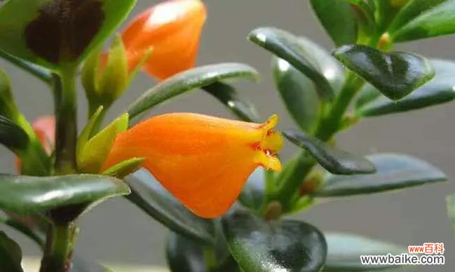 美丽与寓意并存 吊兰花语与代表意义