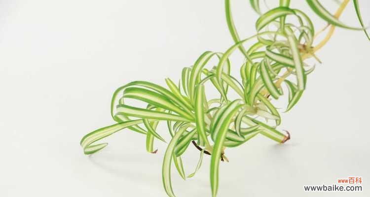 美丽与寓意并存 吊兰花语与代表意义