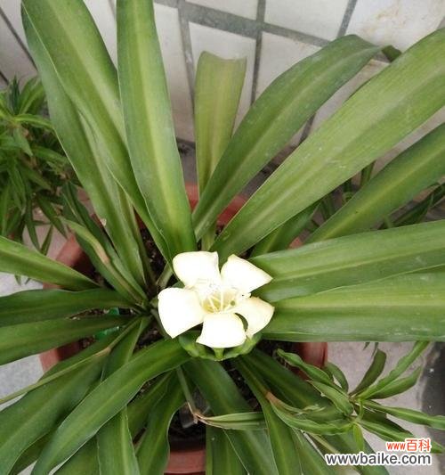 美丽与寓意并存 吊兰花语与代表意义