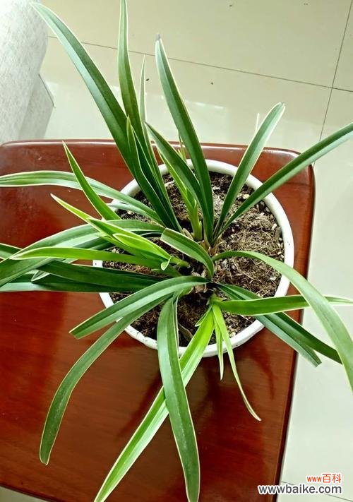 探寻友情的芬芳与生命之美 以代表友情的植物为主题的文章