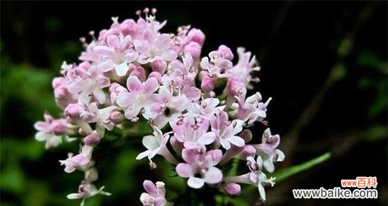 探寻友情的芬芳与生命之美 以代表友情的植物为主题的文章