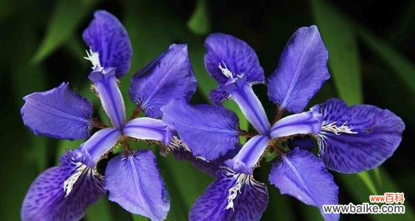 探索植物中体现忠诚的各种品种与特征 植物代表忠诚的象征及其意义